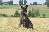 BOUVIER DES ARDENNES 335